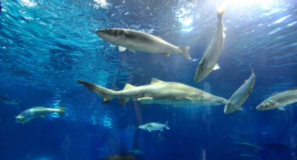 Изображение к статье: Как содержат домашних акул?