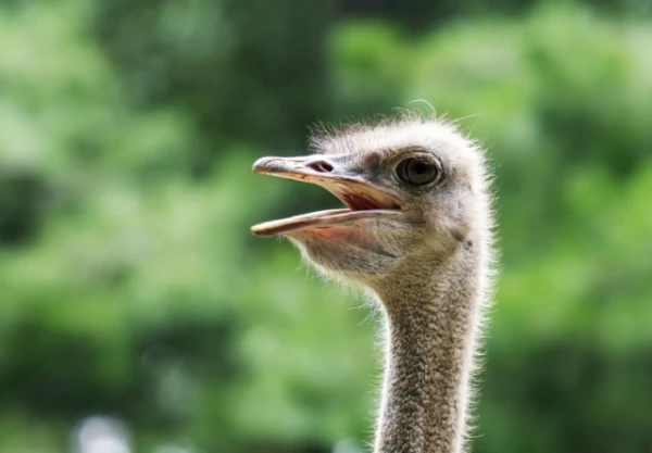 Изображение к статье: Житель Китая десять лет передвигается по городу верхом на страусе