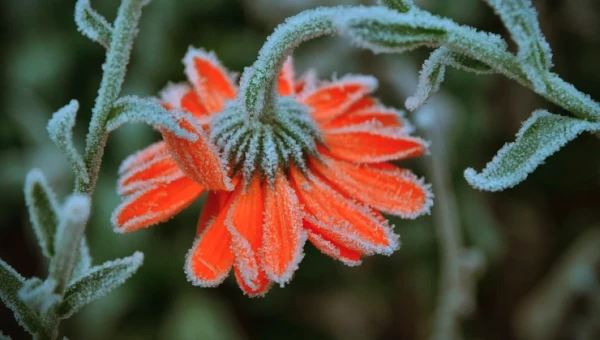 Изображение к статье: Заморозки накроют Латвию - синоптики