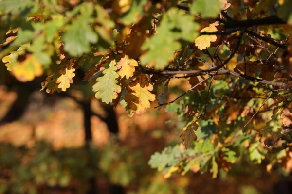 Изображение к статье: Первый день недели будет солнечным