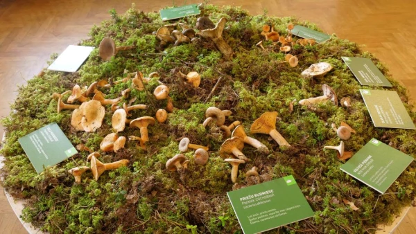 Изображение к статье: Простые рыжики, обитающие массово в дюнах, отлично идут с омлетом!