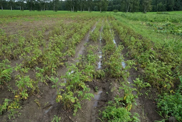 Изображение к статье: Из-за погоды некоторые картофелеводы могут обанкротиться