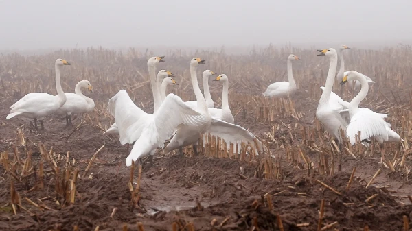 Изображение к статье: В Латвии зафиксирован первый в этом году случай птичьего гриппа среди диких птиц