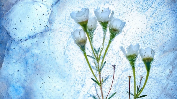 Изображение к статье: Уходим в минус? Синоптики раскрыли прогноз погоды на среду в Латвии