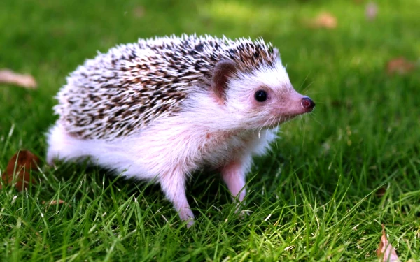 Изображение к статье: Опасный комок счастья!? Почему ёжики – не для всех