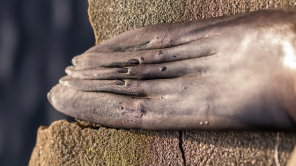 Изображение к статье: Вы знали, что у тюленей есть маленькие странные «ногти»? Зачем они нужны?