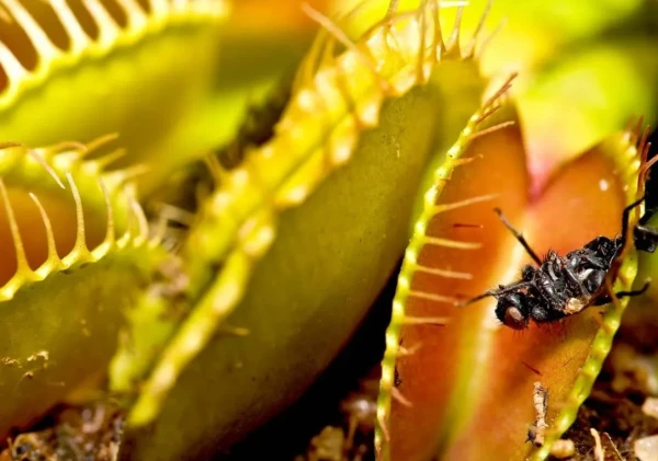 Изображение к статье: Как венерина мухоловка понимает, что пора захлопывать ловушку