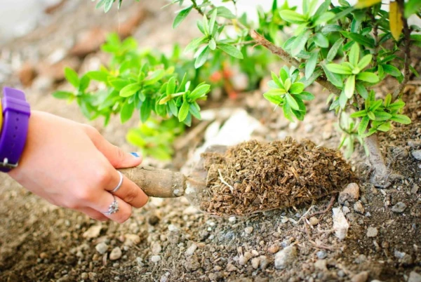 Изображение к статье: Успей до морозов: 3 группы растений, которым срочно нужна подкормка