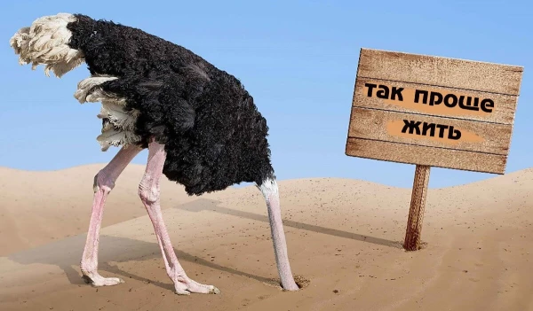 Изображение к статье: Выключаю новости — включаю страуса: психологи объяснили, почему мы это делаем