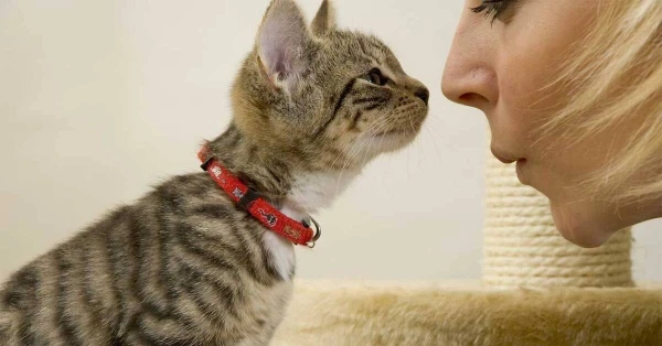 Изображение к статье: Учёные: кошки перенимают поведение хозяев не меньше, чем собаки