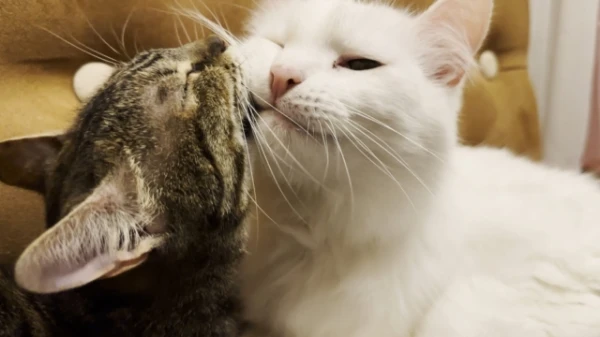 Изображение к статье: Почему кошки вылизывают друг друга?