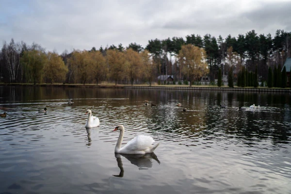 Изображение к статье: Первый в этом году случай гриппа у диких птиц выявили в Латвии
