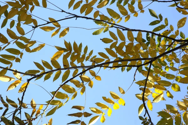 Изображение к статье: Латвия и в четверг будет под влиянием обширного антициклона