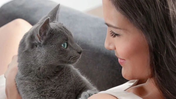 Изображение к статье: Какой хозяин понравится кошке: что ценят питомцы