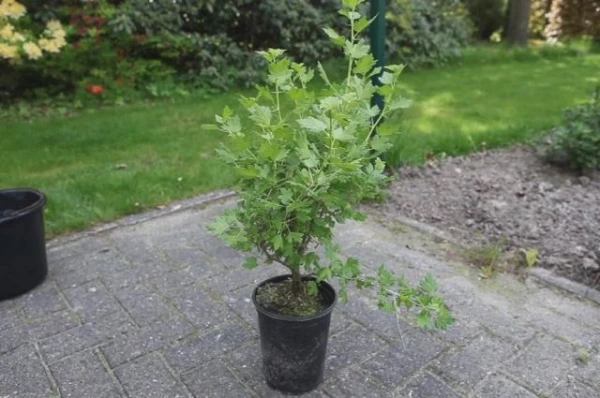 Изображение к статье: Как правильно посадить ягодные кустарники. Азбука садовода