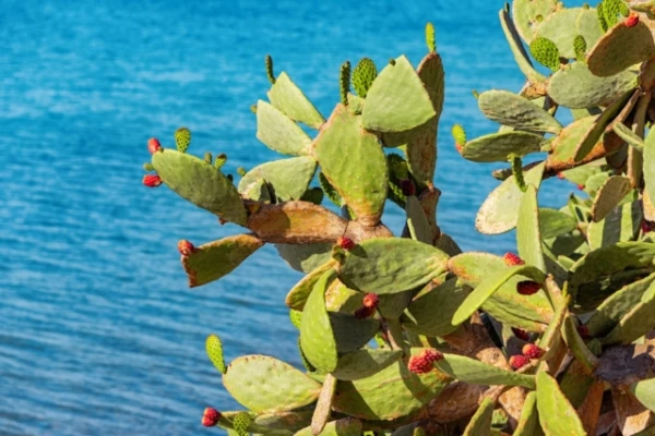 Изображение к статье: Мексиканские предприниматели создали веганскую кожу из опунции