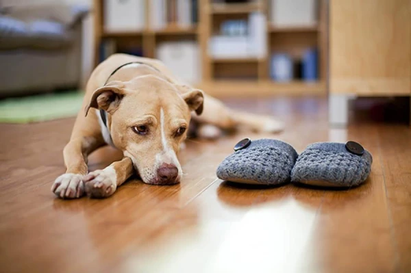 Изображение к статье: Онкология у питомцев: как предупредить болезнь до ее начала
