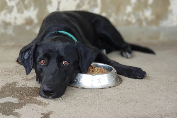 Изображение к статье: Пять главных причин, почему собака отказывается от корма