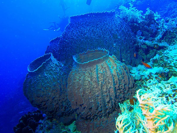 Изображение к статье: Какая красота в Мировом океане.