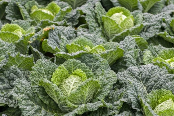 Изображение к статье: Как самому получить семена савойской капусты?