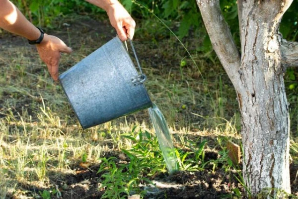 Изображение к статье: Чем подкормить деревья перед зимой?