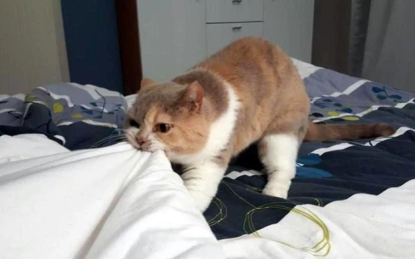 Изображение к статье: Пять мифов о воспитании кошек, в которые стоит перестать верить