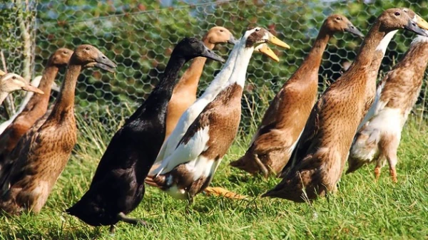 Изображение к статье: «Испанцы» проиграют, если не возьмут в союзники лис?