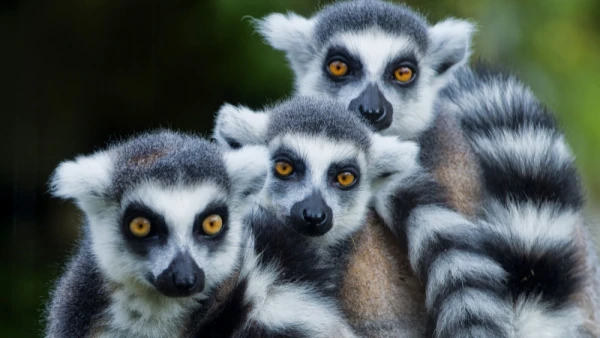 Изображение к статье: Лемуры научат космонавтов впадать в спячку