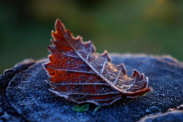 Изображение к статье: Фото: Pxhere