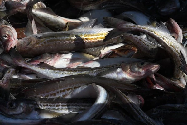 Изображение к статье: Страна G7 резко нарастила закупки российской рыбы