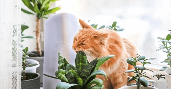 Изображение к статье: Учёные объяснили, зачем кошки едят траву и комнатные растения