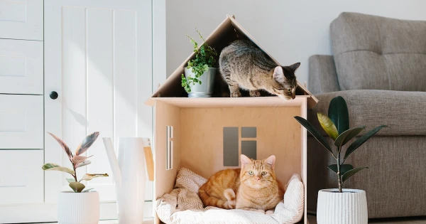 Изображение к статье: Домик для кошки: как правильно выбрать