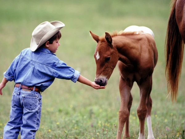 Изображение к статье: Почему люди боятся лошадей и как преодолеть страх