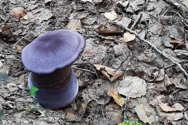 Изображение к статье: Грибы цвета фиолета: что это за фрукт?