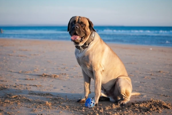 Изображение к статье: Эти три породы собак спокойно ждут хозяина, пока он на работе — подойдут для занятых