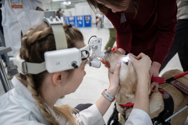 Изображение к статье: Почему у собак появляются слезные дорожки на глазах и как с ними справляться?