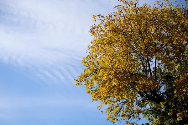 Изображение к статье: Среда будет солнечной, но с запада приближается атмосферный фронт