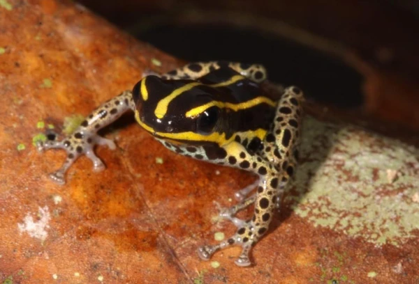 Изображение к статье: Полосатое земноводное всем шлет приветики.