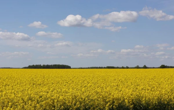 Изображение к статье: Рапс утонул «по неправильным причинам»: фермерам приходится спорить со страховщиками