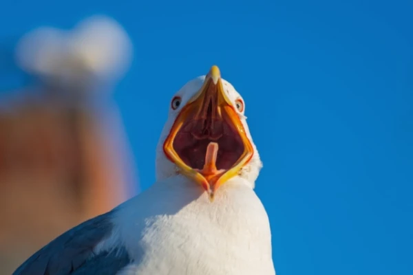 Изображение к статье: Учёные обнаружили универсальный крик тревоги у птиц по всему миру