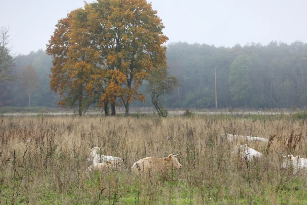 Изображение к статье: Над Латвией протянулся атмосферный фронт