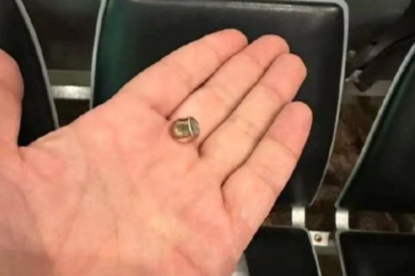 Изображение к статье: Фото: mothershp.sg