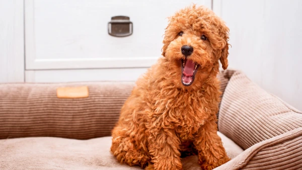 Изображение к статье: Могут ли собаки когда-нибудь заговорить — отвечают ученые