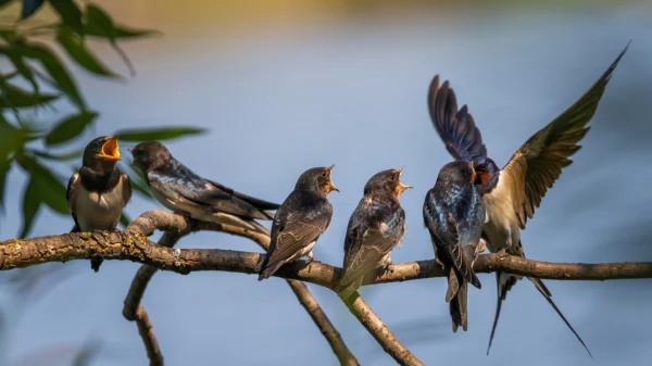 Изображение к статье: У ласточек нашли необычное свойство