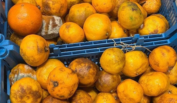 Изображение к статье: Приходится рыться в гнилье! Покупательница возмущена качеством овощей в супермаркетах