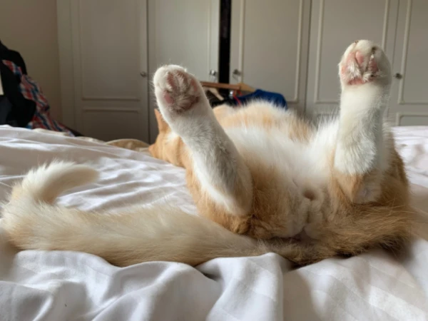 Изображение к статье: Почему кошки суют свою заднюю часть в лицо хозяину? Объяснение экспертов