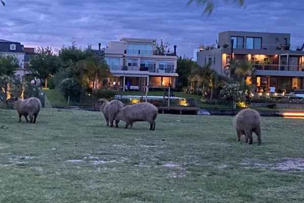 Изображение к статье: Пасутся тучные стада.