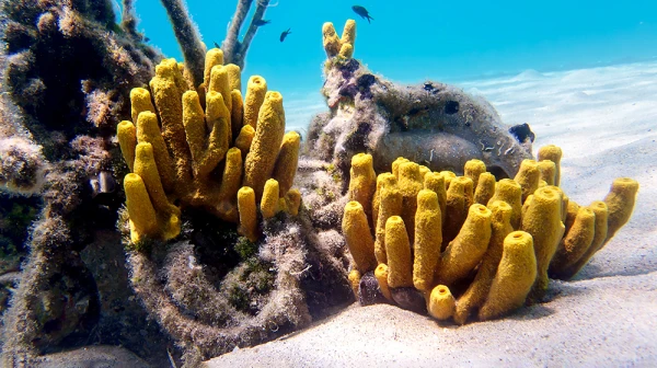 Изображение к статье: Выяснилось, какие животные могли быть самыми первыми на Земле