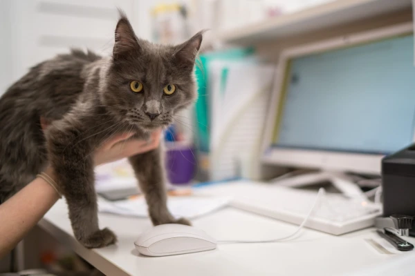 Изображение к статье: Как работает система, способная «читать мысли» кошек?