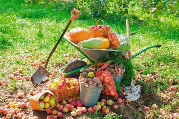 Изображение к статье: Могут ли растения заразиться через садовый инструмент? Чем тогда его обработать?